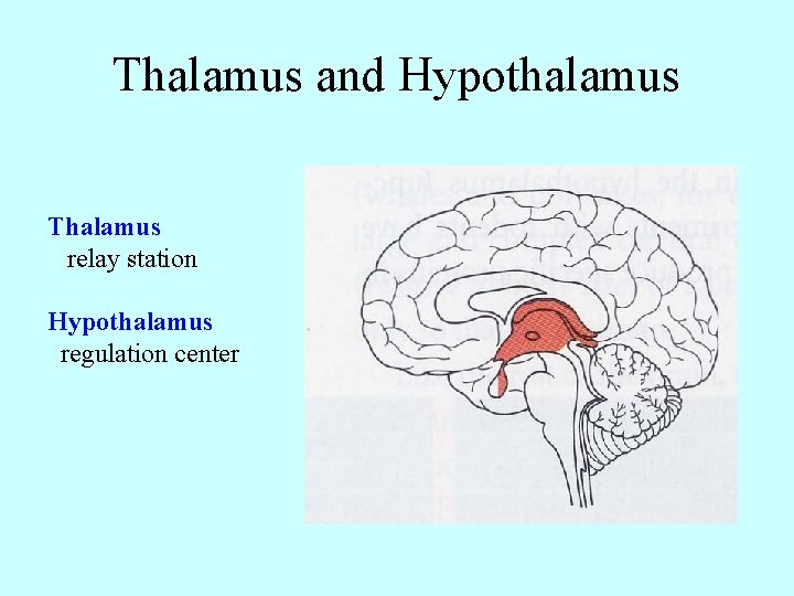 Thalamus and Hypothalamus Thalamus relay station Hypothalamus regulation center 