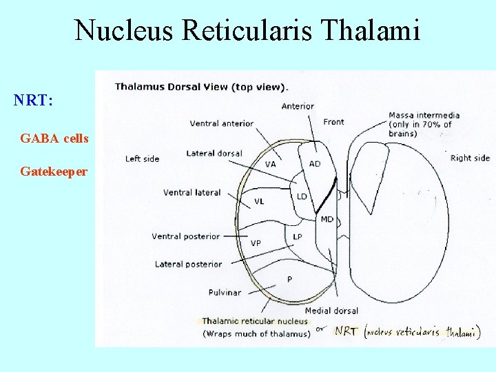 Nucleus Reticularis Thalami NRT: GABA cells Gatekeeper 