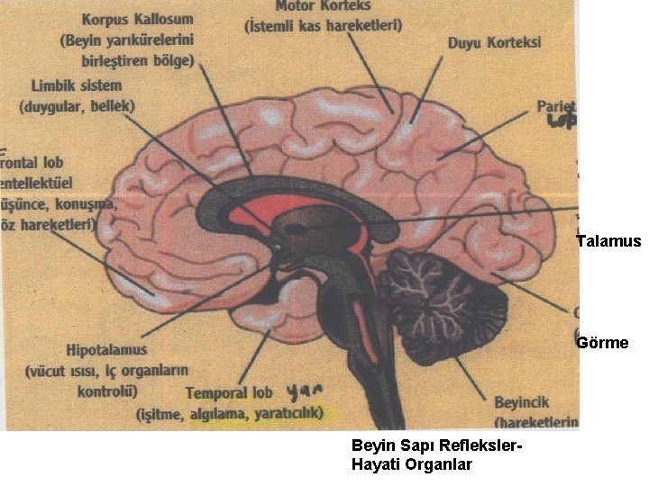 Talamus Görme Beyin Sapı Refleksler. Hayati Organlar 