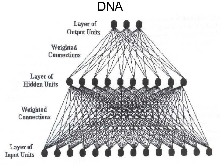 DNA 