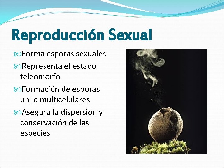 Reproducción Sexual Forma esporas sexuales Representa el estado teleomorfo Formación de esporas uni o