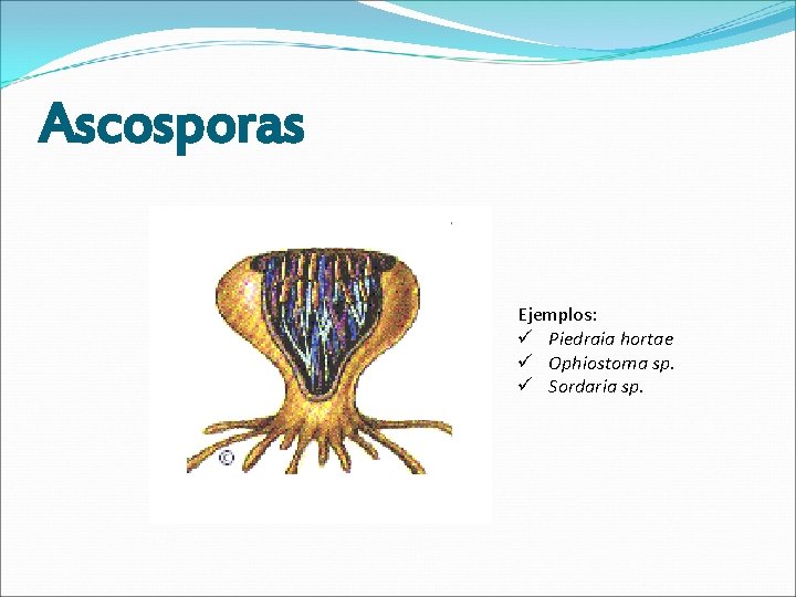 Ascosporas Ejemplos: ü Piedraia hortae ü Ophiostoma sp. ü Sordaria sp. 