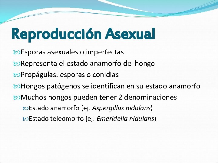 Reproducción Asexual Esporas asexuales o imperfectas Representa el estado anamorfo del hongo Propágulas: esporas