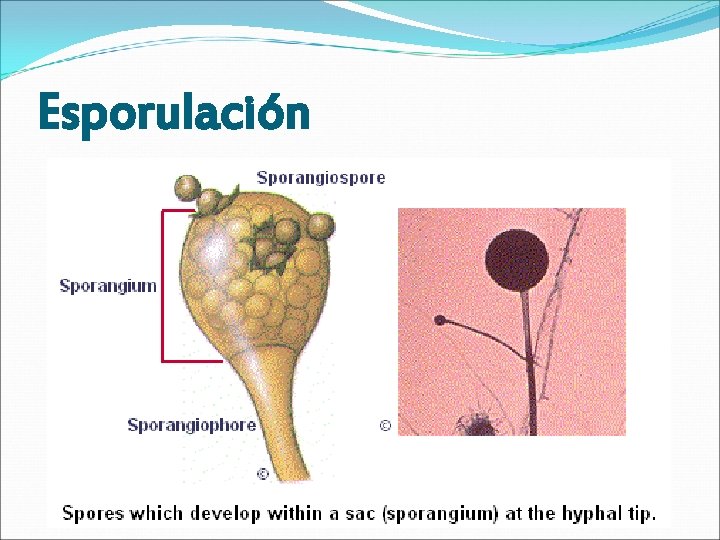 Esporulación 