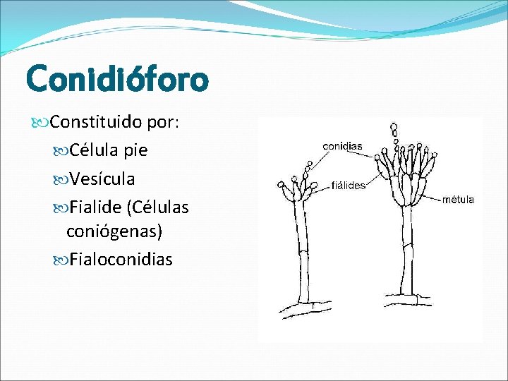 Conidióforo Constituido por: Célula pie Vesícula Fialide (Células coniógenas) Fialoconidias 