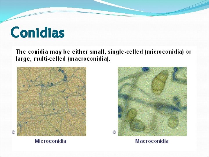 Conidias 