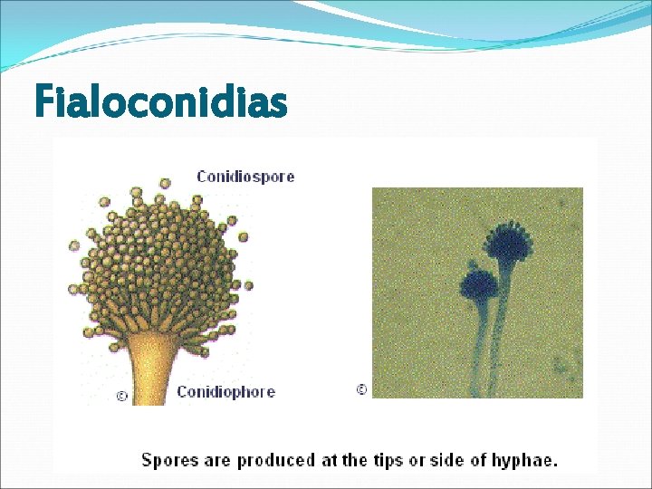 Fialoconidias 