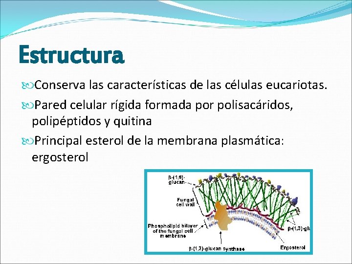 Estructura Conserva las características de las células eucariotas. Pared celular rígida formada por polisacáridos,