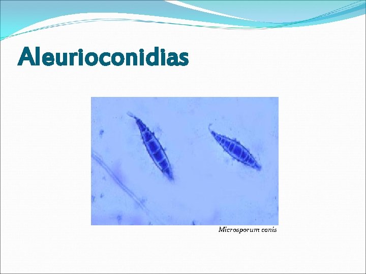 Aleurioconidias Microsporum canis 