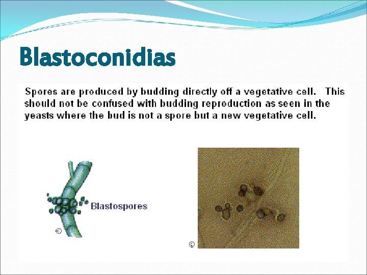 Blastoconidias 