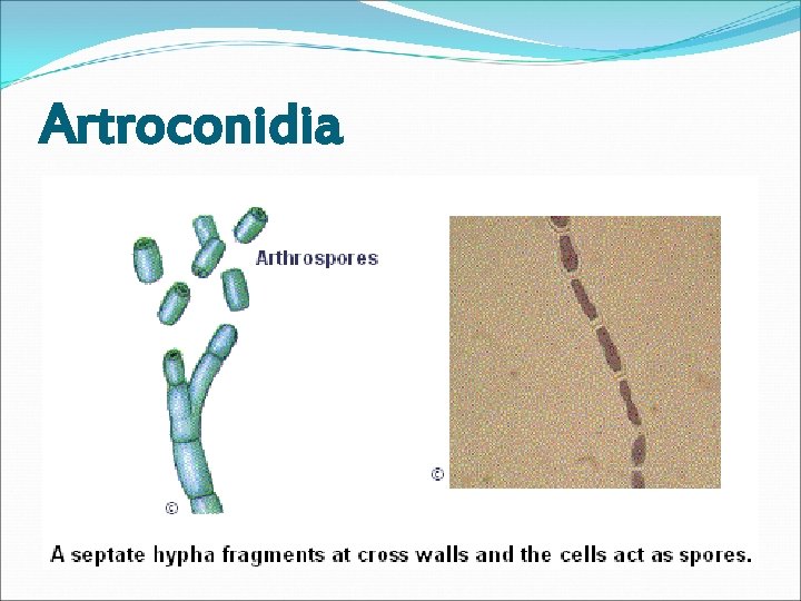 Artroconidia 