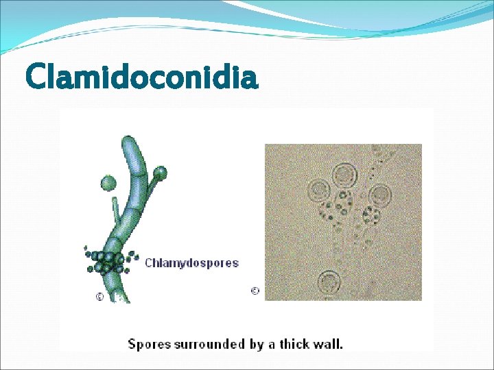 Clamidoconidia 