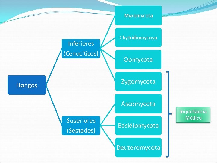 Myxomycota Inferiores (Cenocíticos) Chytridiomycoya Oomycota Zygomycota Hongos Ascomycota Superiores (Septados) Basidiomycota Deuteromycota Importancia Médica