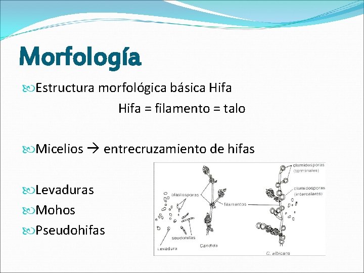 Morfología Estructura morfológica básica Hifa = filamento = talo Micelios entrecruzamiento de hifas Levaduras