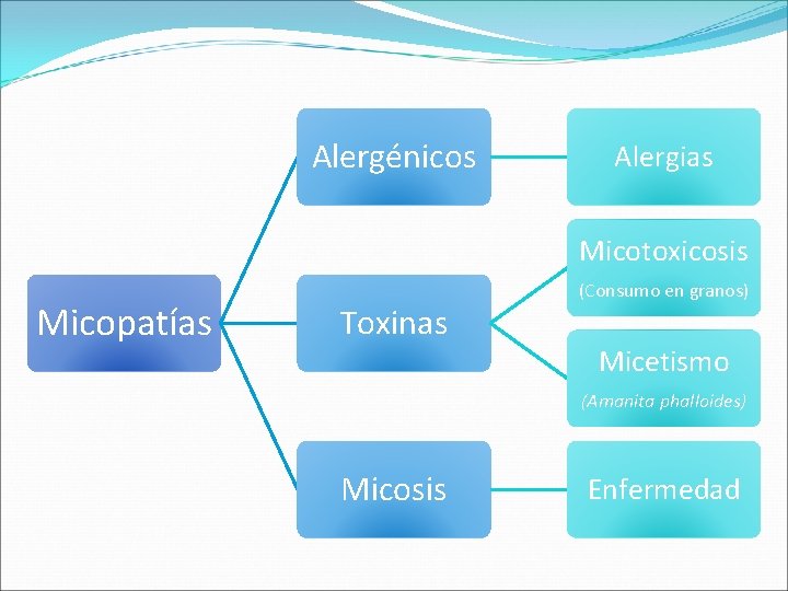 Alergénicos Alergias Micotoxicosis Micopatías Toxinas (Consumo en granos) Micetismo (Amanita phalloides) Micosis Enfermedad 