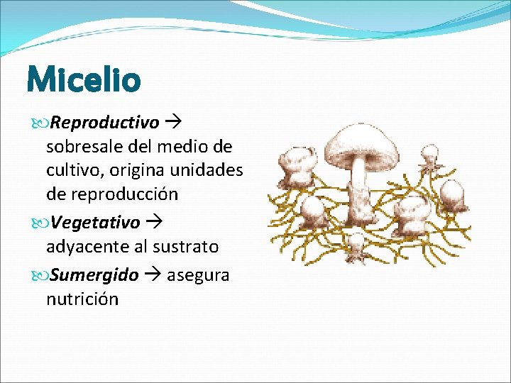 Micelio Reproductivo sobresale del medio de cultivo, origina unidades de reproducción Vegetativo adyacente al