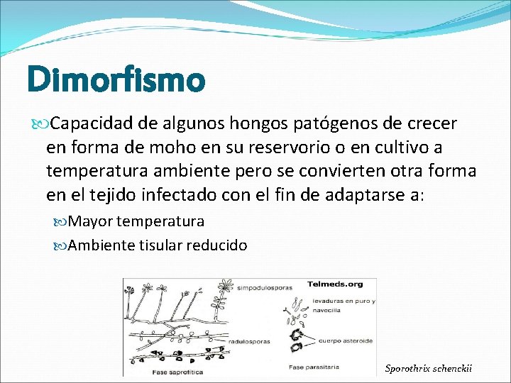 Dimorfismo Capacidad de algunos hongos patógenos de crecer en forma de moho en su