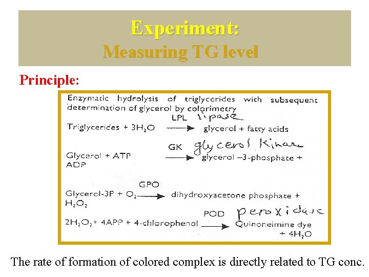 Experiment: Measuring TG level Principle: The rate of formation of colored complex is directly