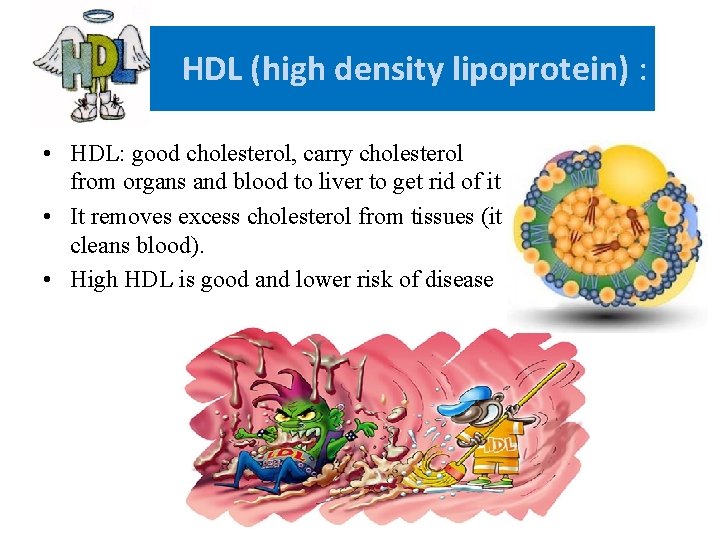 HDL (high density lipoprotein) : • HDL: good cholesterol, carry cholesterol from organs and