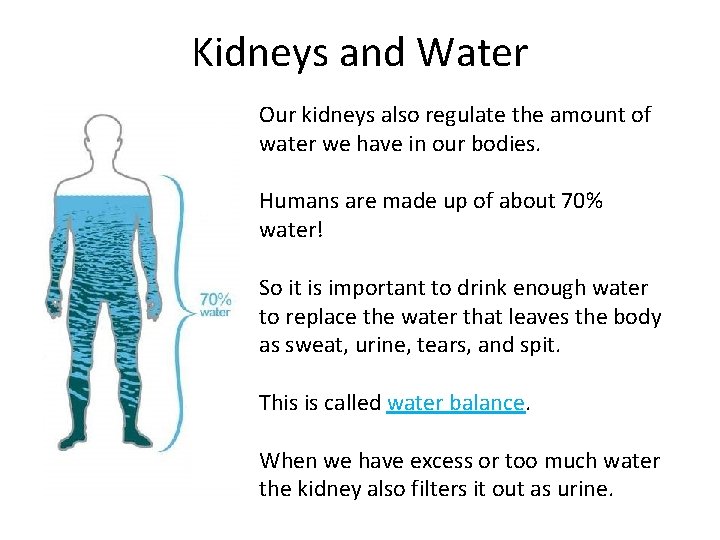 Kidneys and Water Our kidneys also regulate the amount of water we have in