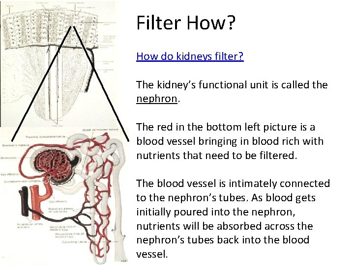 Filter How? How do kidneys filter? The kidney’s functional unit is called the nephron.