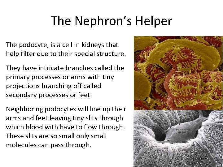 The Nephron’s Helper The podocyte, is a cell in kidneys that help filter due