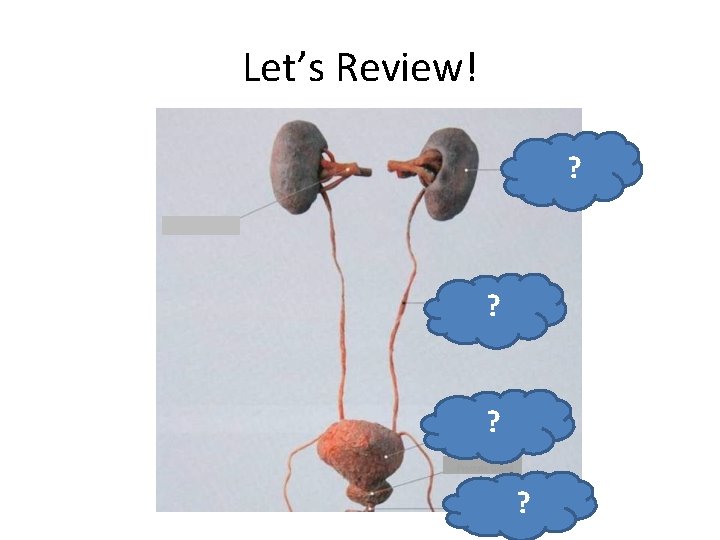 Let’s Review! ? Kidney! Ureter! ? ? Bladder! Urethra! ? 