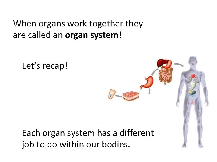 When organs work together they are called an organ system! Let’s recap! Each organ