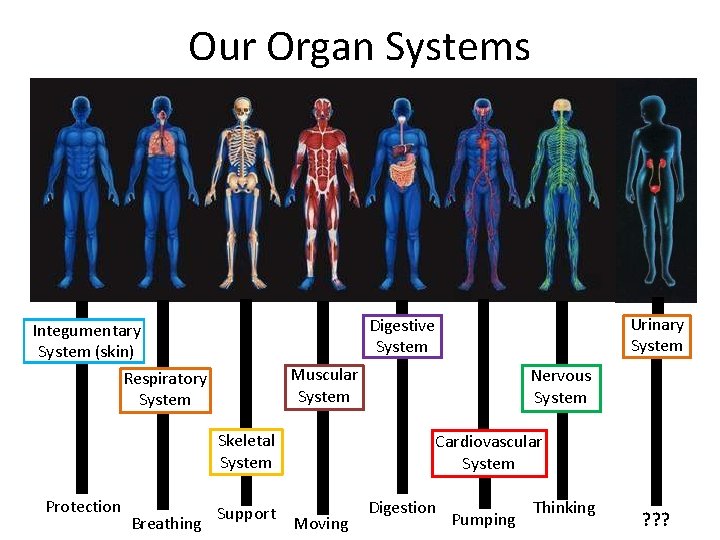 Our Organ Systems Muscular System Skeletal System Protection Breathing Urinary System Digestive System Integumentary