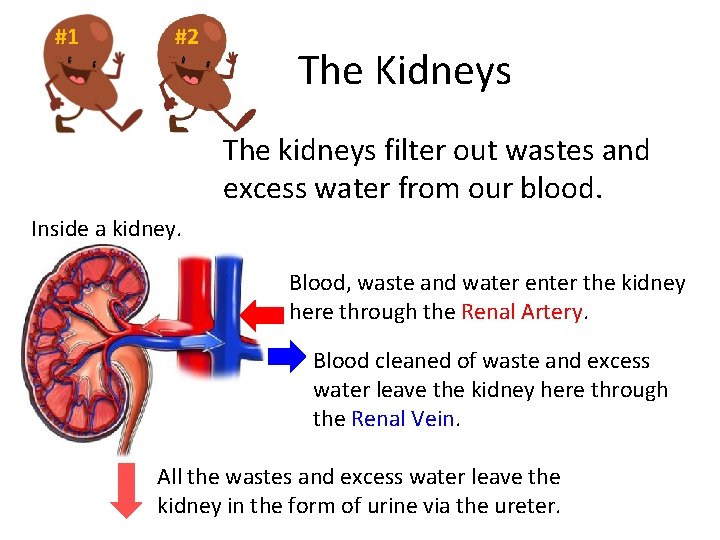 #1 #2 The Kidneys The kidneys filter out wastes and excess water from our