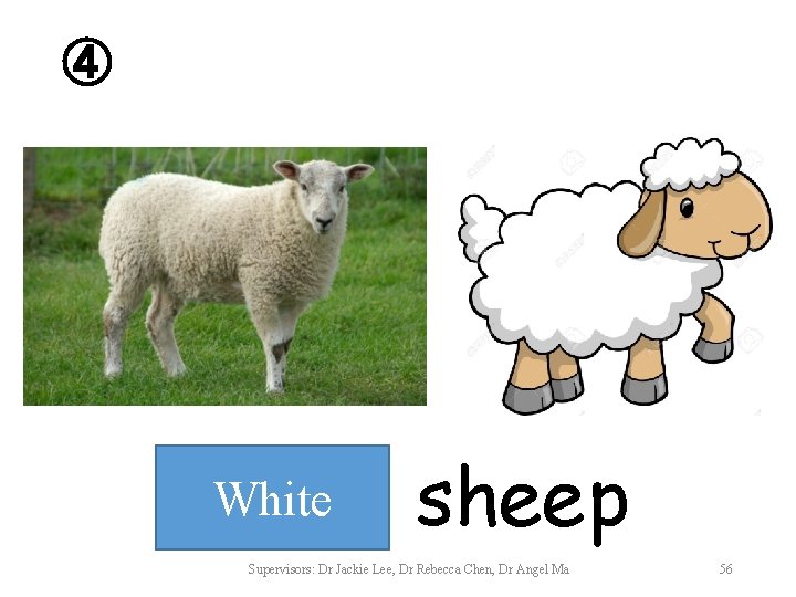 ④ White sheep Supervisors: Dr Jackie Lee, Dr Rebecca Chen, Dr Angel Ma 56