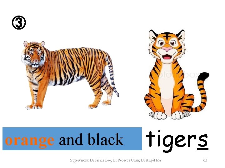③ orange and black tigers Supervisors: Dr Jackie Lee, Dr Rebecca Chen, Dr Angel