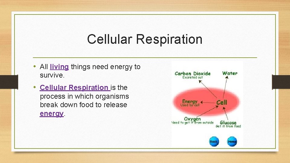 Cellular Respiration • All living things need energy to survive. • Cellular Respiration is