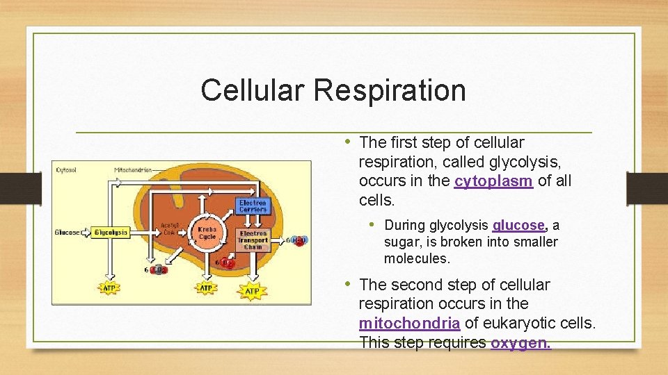 Cellular Respiration • The first step of cellular respiration, called glycolysis, occurs in the
