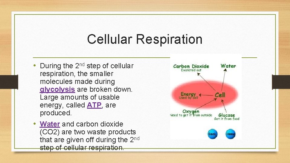 Cellular Respiration • During the 2 nd step of cellular respiration, the smaller molecules