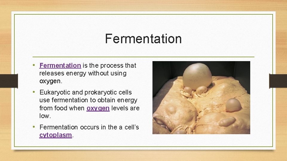 Fermentation • Fermentation is the process that releases energy without using oxygen. • Eukaryotic