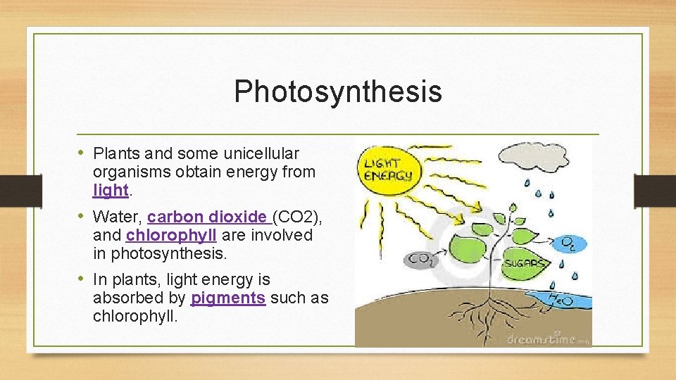 Photosynthesis • Plants and some unicellular organisms obtain energy from light. • Water, carbon