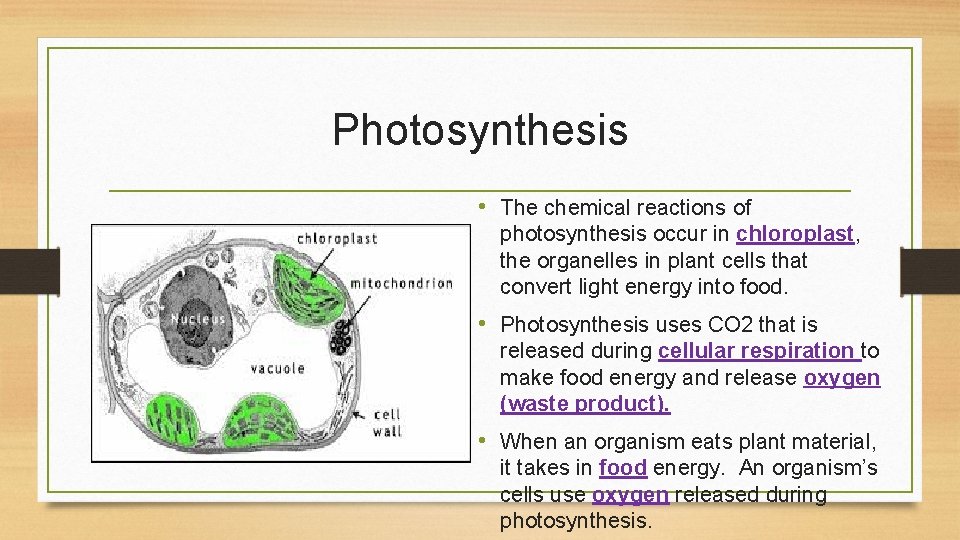Photosynthesis • The chemical reactions of photosynthesis occur in chloroplast, the organelles in plant