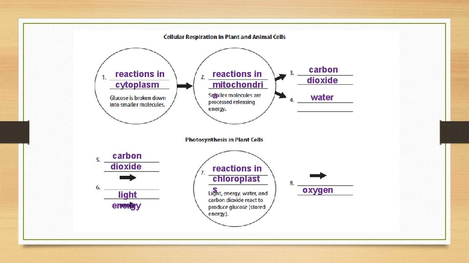reactions in cytoplasm carbon dioxide light energy reactions in mitochondri a reactions in chloroplast