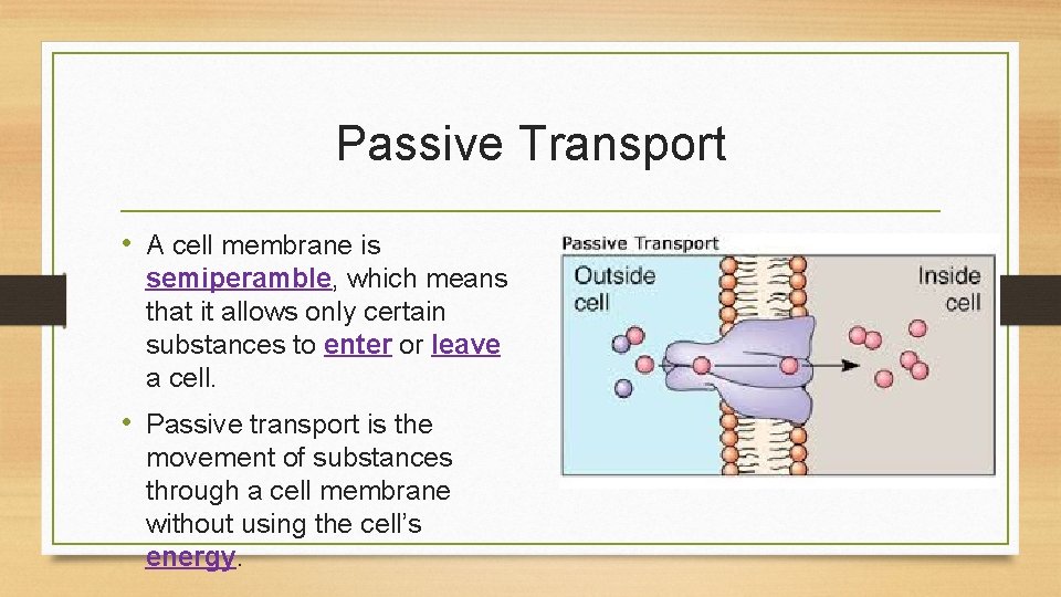 Passive Transport • A cell membrane is semiperamble, which means that it allows only