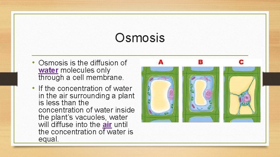 Osmosis • Osmosis is the diffusion of water molecules only through a cell membrane.