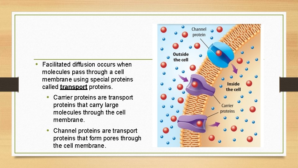  • Facilitated diffusion occurs when molecules pass through a cell membrane using special
