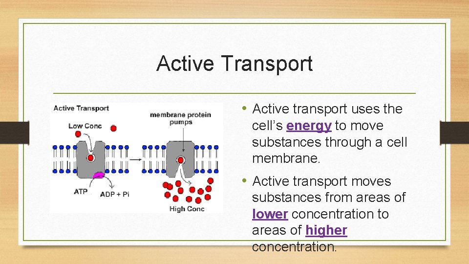 Active Transport • Active transport uses the cell’s energy to move substances through a