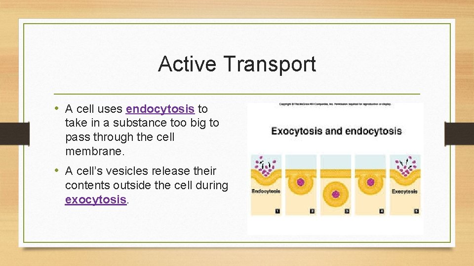 Active Transport • A cell uses endocytosis to take in a substance too big