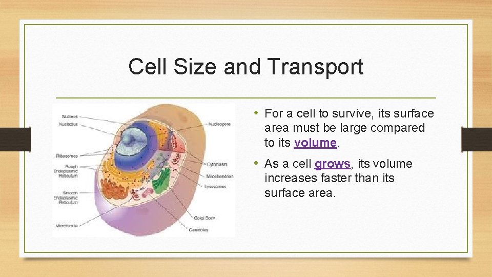 Cell Size and Transport • For a cell to survive, its surface area must
