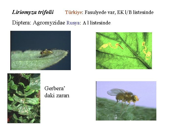 Liriomyza trifolii Türkiye: Fasulyede var, EK l/B listesinde Diptera: Agromyzidae Rusya: A l listesinde