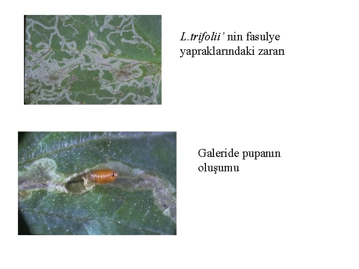 L. trifolii’ nin fasulye yapraklarındaki zararı Galeride pupanın oluşumu 