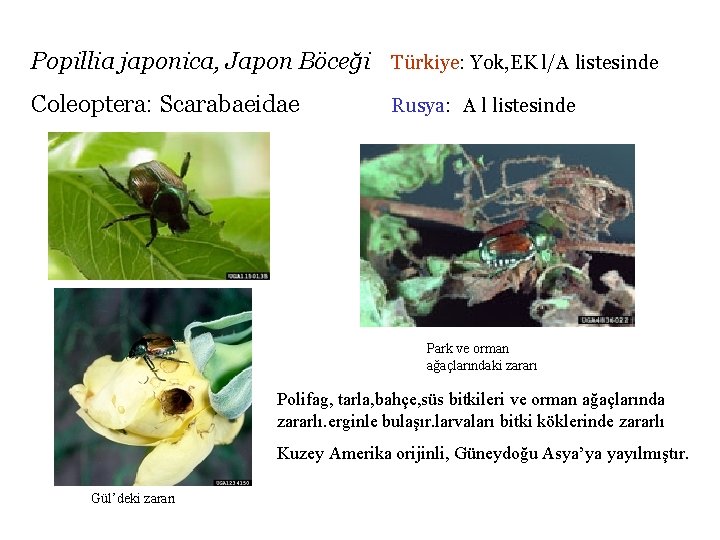 Popillia japonica, Japon Böceği Türkiye: Yok, EK l/A listesinde Coleoptera: Scarabaeidae Rusya: A l