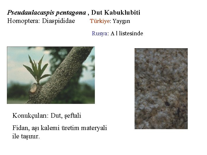 Pseudaulacaspis pentagona , Dut Kabuklubiti Homoptera: Diaspididae Türkiye: Yaygın Rusya: A l listesinde Konukçuları: