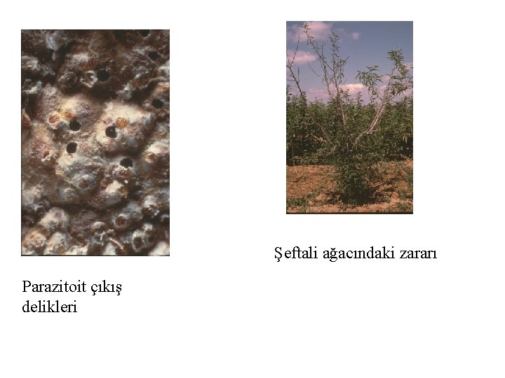 Şeftali ağacındaki zararı Parazitoit çıkış delikleri 